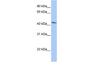 WB Suggested Anti-IGFBP2 Antibody Titration: 0. (IGFBP2 anticorps  (Middle Region))