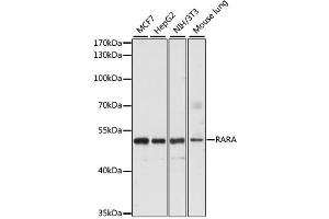 Western blot analysis of extracts of various cell lines, using RARA antibody. (Retinoic Acid Receptor alpha anticorps)