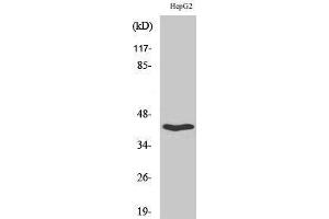 Western Blot (WB) analysis of HepG2 cells using OX2R Polyclonal Antibody.