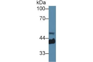 Rabbit Capture antibody from the kit in WB with Positive Control: Sample Mouse serum.