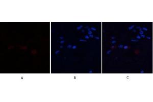 Immunofluorescence analysis of human-breast tissue.