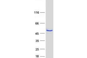 Validation with Western Blot (MOCS3 Protein (Myc-DYKDDDDK Tag))