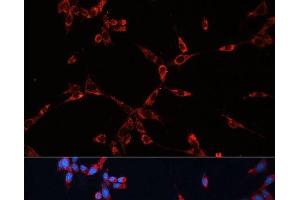 Immunofluorescence analysis of NIH-3T3 cells using GNAI2 Polyclonal Antibody at dilution of 1:100 (40x lens). (GNAI2 anticorps)