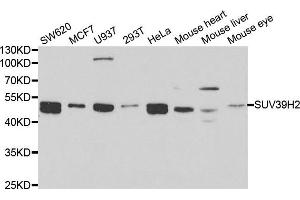Western blot analysis of extracts of various cell lines, using SUV39H2 antibody. (SUV39H2 anticorps)