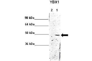 WB Suggested Anti-YBX1 Antibody    Positive Control:  Lane 1: 5ug mouse brain cytoplasm Lane 2: 5ug mouse brain nucleus   Primary Antibody Dilution :   1:1000  Secondary Antibody :  Anti rabbit - IR-dye  Secondry Antibody Dilution :   1:10,000   Submitted by:  Anonymous (YBX1 anticorps  (Middle Region))