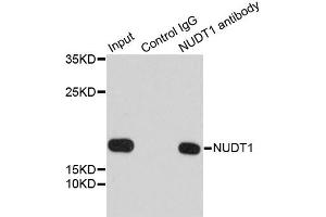 Immunoprecipitation analysis of 200ug extracts of 293T cells using 1ug NUDT1 antibody. (NUDT1 anticorps)