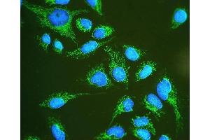 IF analysis of Hsp60 using anti-Hsp60 antibody (ABIN3043854). (HSPD1 anticorps  (AA 260-496))