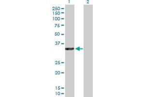 Western Blot analysis of RASSF5 expression in transfected 293T cell line by RASSF5 MaxPab polyclonal antibody. (RASSF5 anticorps  (AA 1-265))