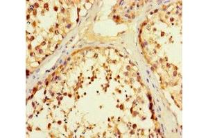Immunohistochemistry of paraffin-embedded human testis tissue using ABIN7166464 at dilution of 1:100 (PAR1 anticorps  (AA 42-102))