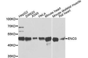 Western blot analysis of extracts of various cells, using ENO3 antibody. (ENO3 anticorps)