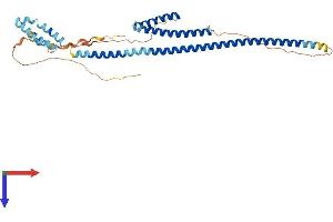 AlphaFold protein structure predicition of Mouse Recombinant Rilp Protein, UniprotID Q5ND29