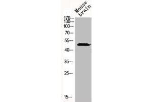 Western Blot analysis of MOUSE-BRAIN cells using Mnk1 Polyclonal Antibody (MKNK1 anticorps  (Internal Region))