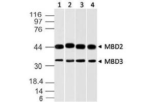 Image no. 1 for anti-Methyl-CpG Binding Domain Protein 3 (MBD3) (AA 1-290) antibody (ABIN5027348) (MBD3 anticorps  (AA 1-290))