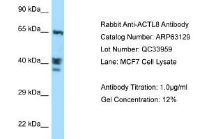 Western Blotting (WB) image for anti-Actin-Like 8 (ACTL8) (C-Term) antibody (ABIN2789385) (Actin-Like 8 anticorps  (C-Term))