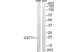 Western blot analysis of extracts from A549 cells, using CST11 antibody. (CST11 anticorps)