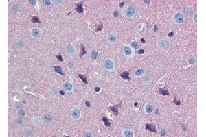 anti-G Protein alpha 0 (AA 345-354) antibody