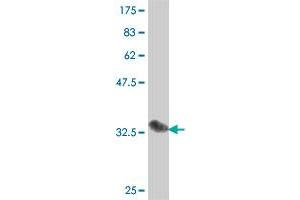 Western Blot detection against Immunogen (37 KDa) .