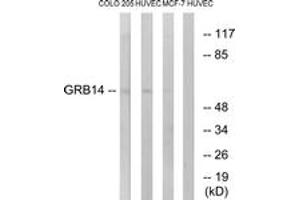Western Blotting (WB) image for anti-Growth Factor Receptor-Bound Protein 14 (GRB14) (AA 81-130) antibody (ABIN2890351) (GRB14 anticorps  (AA 81-130))