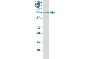 Immunoprecipitation of RP6-213H19. (RP6-213H19.1 (Humain) IP-WB Antibody Pair)