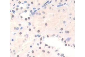 Used in DAB staining on fromalin fixed paraffin- embedded Kidney tissue (Protein Red (IK) (AA 1-192) anticorps)