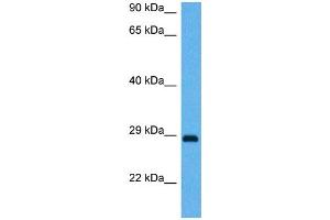 Host:  Mouse  Target Name:  BDNF  Sample Tissue:  Mouse Brain  Antibody Dilution:  1ug/ml (BDNF anticorps  (Middle Region))