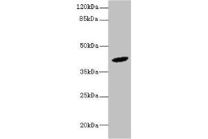 Western blot All lanes: HM13 antibody at 6 μg/mL + Mouse liver tissue Secondary Goat polyclonal to rabbit at 1/10000 dilution Predicted band size: 42, 47, 44, 37 kDa Observed band size: 42 kDa (H13 anticorps  (AA 336-377))