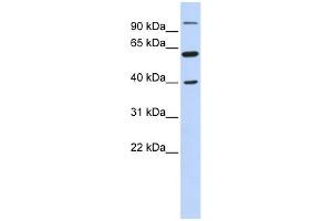 WB Suggested Anti-LETM2 Antibody Titration: 0. (LETM2 anticorps  (N-Term))