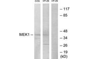 Western blot analysis of extracts from COS7/HT-29, using MEK1/2 (Ab-217) Antibody. (MEK1/2 anticorps  (AA 189-238))