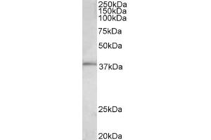 ABIN5539622 (0. (c-FOS anticorps  (AA 283-295))