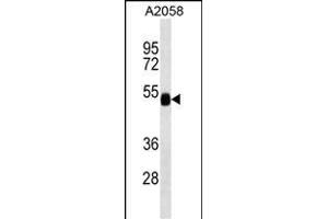 FUCA2 (ABIN659135 and ABIN2843766) western blot analysis in  cell line lysates (35 μg/lane). (FUCA2 anticorps)