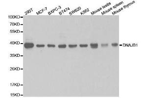 Western blot analysis of extracts of various cell lines, using DNAJB1 antibody.