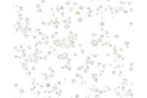 Immunocytochemistry (ICC) image for anti-Nectin cell adhesion molecule 3 (NECTIN3) (AA 58-400) antibody (ABIN7795718) (Recombinant nectin-3 anticorps  (AA 58-400))