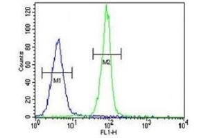 Caspase-3 antibody flow cytometric analysis of MDA-MB435 cells (right histogram) compared to a negative control cell (left histogram).