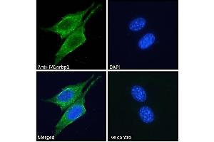 (ABIN190816) Immunofluorescence analysis of paraformaldehyde fixed NIH3T3 cells, permeabilized with 0. (PLIN3 anticorps  (Internal Region))