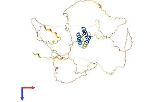 AlphaFold protein structure predicition of Mouse Recombinant Irx2 Protein, UniprotID P81066