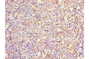 Immunohistochemistry of paraffin-embedded human tonsil tissue using ABIN7156730 at dilution of 1:100