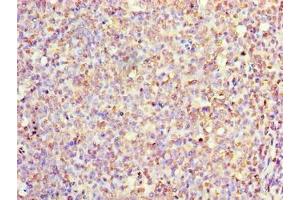 Immunohistochemistry of paraffin-embedded human tonsil tissue using ABIN7156730 at dilution of 1:100 (IL1A anticorps  (AA 1-152))