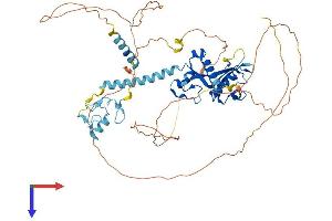 AlphaFold protein structure predicition of Human Recombinant CNOT4 Protein, UniprotID O95628