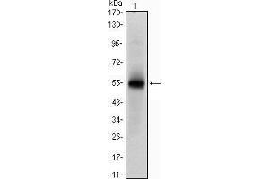 Western blot analysis using MSI1 mAb against human MSI1 (AA: 1-203) recombinant protein.