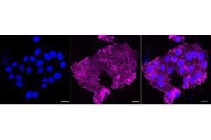 Immunocytochemical staining of HepG2 cells with Actin antibody (ABIN7797459), 1:1,000). (Recombinant Actin anticorps)