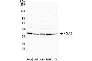 Western Blotting (WB) image for anti-Nucleolar Protein 12 (NOL12) (AA 163-213) antibody (ABIN7454859)