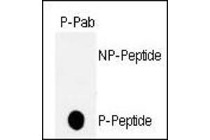 Dot blot analysis of anti-hp53-T18 Phospho-specific Pab (ABIN389626 and ABIN2839626) on nitrocellulose membrane. (p53 anticorps  (pThr18))