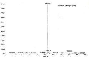 Mass Spectrometry (MS) image for Histone H3 (H3) (pSer10) protein (ABIN2669560)