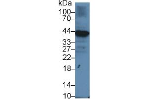 Western blot analysis of Human Raji cell lysate, using Human Iga Antibody (1 µg/ml) and HRP-conjugated Goat Anti-Rabbit antibody ( (CD79a anticorps  (AA 36-219))