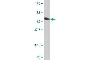 Western Blot detection against Immunogen (70.