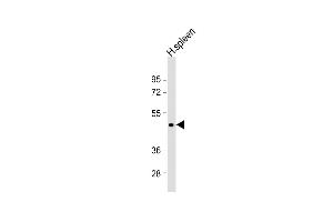 Anti-DPEP2 Antibody (N-Term)at 1:2000 dilution + human spleen lysates Lysates/proteins at 20 μg per lane. (DPEP2 anticorps  (AA 138-171))