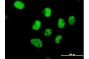 Immunofluorescence of  purified  MaxPab antibody to POLA2 on HeLa cell. (POLA2 anticorps  (AA 1-598))