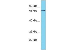 Host: Rabbit Target Name: PTGES3L-AARSD1 Sample Type: Jurkat Whole Cell lysates Antibody Dilution: 1. (PTGES3L-AARSD1 anticorps  (N-Term))