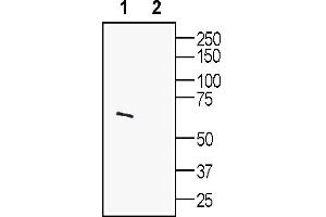 Western blot analysis of rat brain lysates: 1.