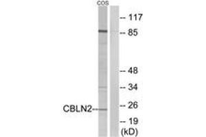 Western blot analysis of extracts from COS cells, using CBLN2 Antibody. (CBLN2 anticorps  (AA 161-210))